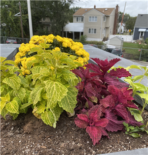 flowers at CHS